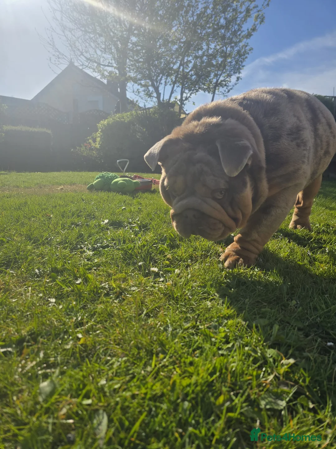 English Bulldog dogs for stud: Lilac merle English Bulldog Stud - Advert 2