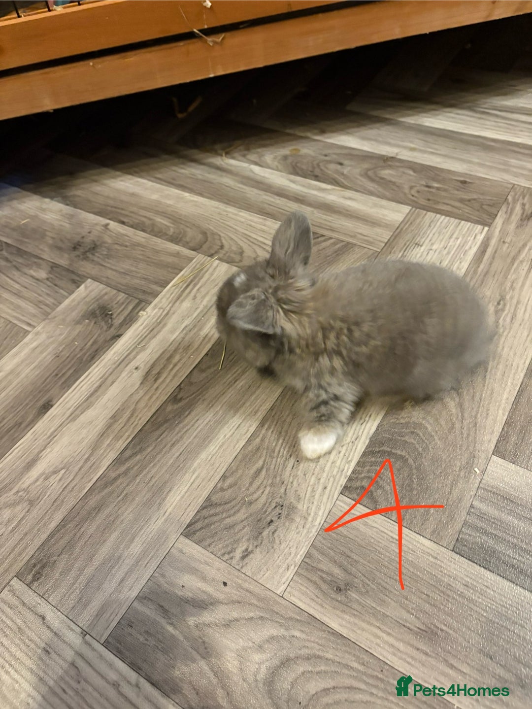 Mini Lop rabbits for sale: mini lops  - Advert 7