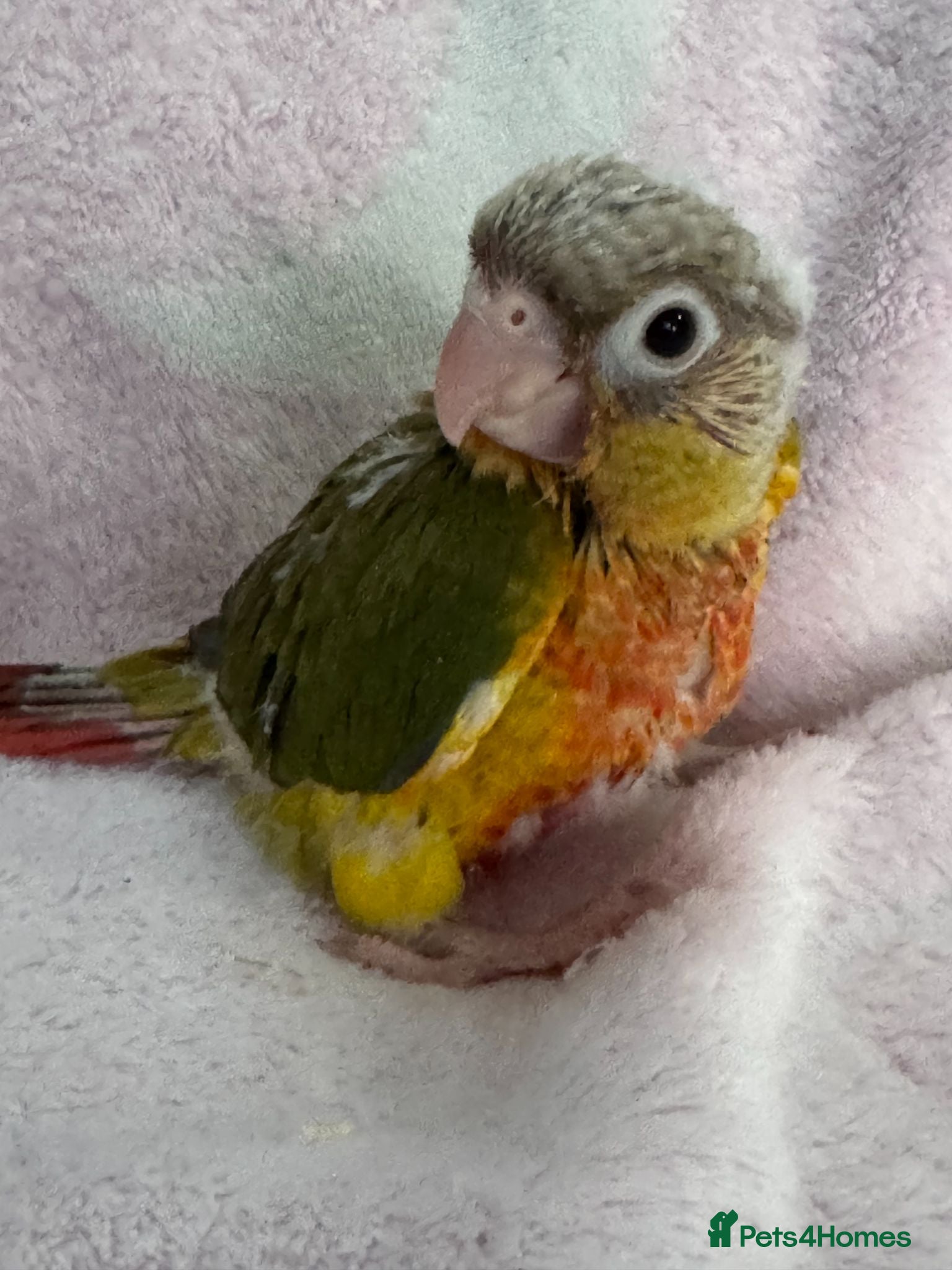 Conures birds Currently, Hand Rearing 5 mixed conure babies - Advert 3