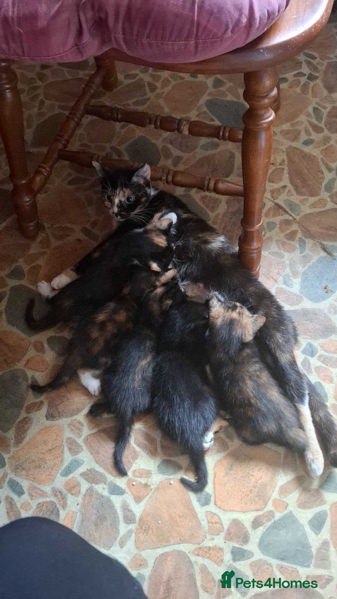 Mixed Breed cats Beautiful mix breed kittens - Advert 1