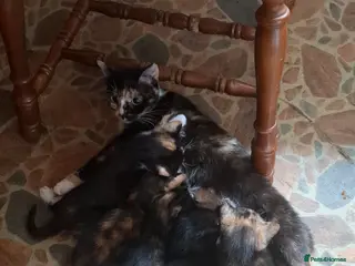 Mixed Breed cats Beautiful mix breed kittens - Advert 9