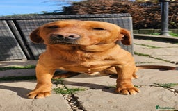 Labrador Retriever dogs for sale: THE LAST KC FOX RED GIRL READY TO LEAVE NOW  - Image 33