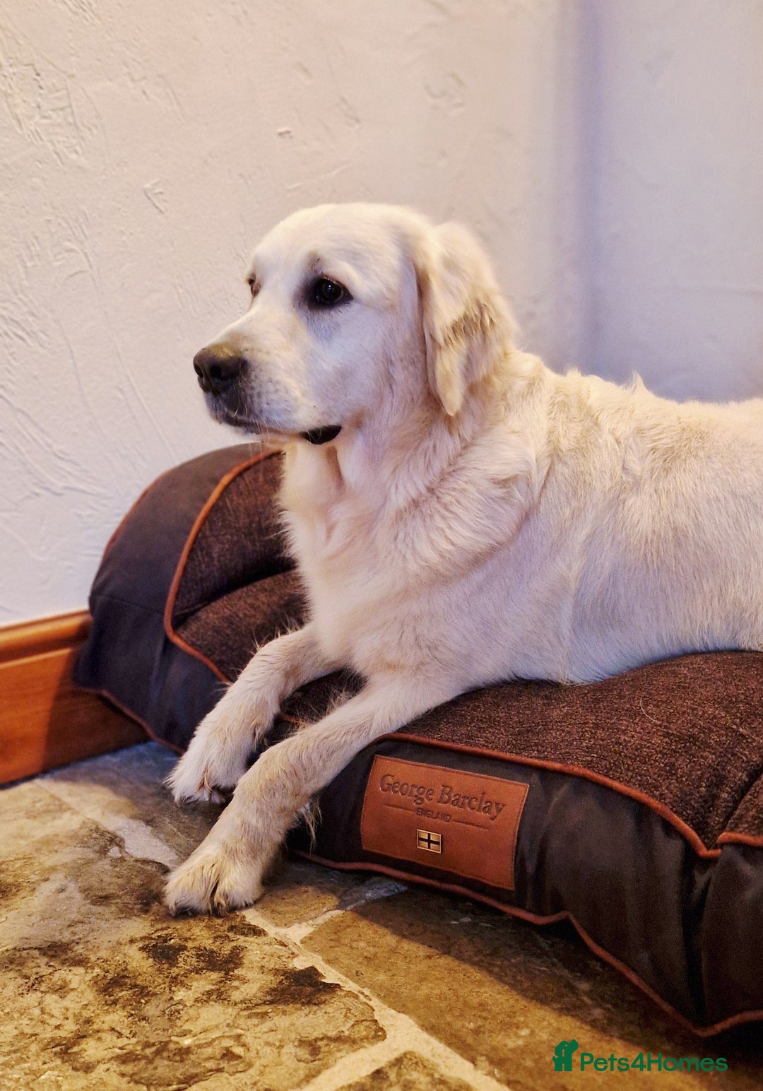 Golden Retriever dogs for sale: Newmiller Retrievers Litter Announcement  - Image 7