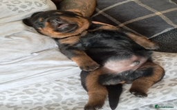 Rottweiler dogs for sale: Rottweiler puppies - Image 4