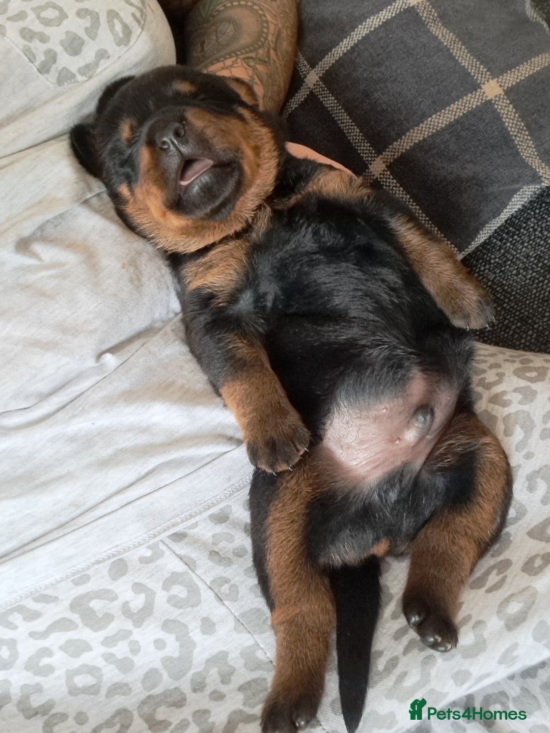 Rottweiler dogs for sale: Rottweiler puppies - Image 4