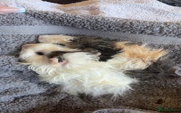 Guinea Pig rodents for sale: 2 male guinea pigs for sale  - Image 4