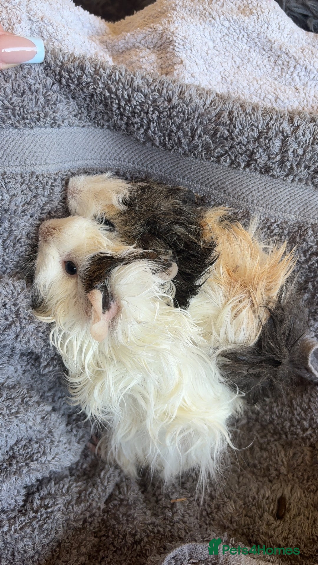 Guinea Pig rodents for sale: 2 male guinea pigs for sale  - Image 4