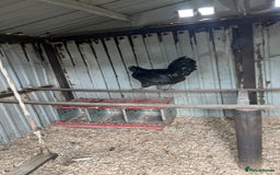 Chickens poultry for sale: Ayam Cemani cross silkie Cockerel  in Darwen - Image 5