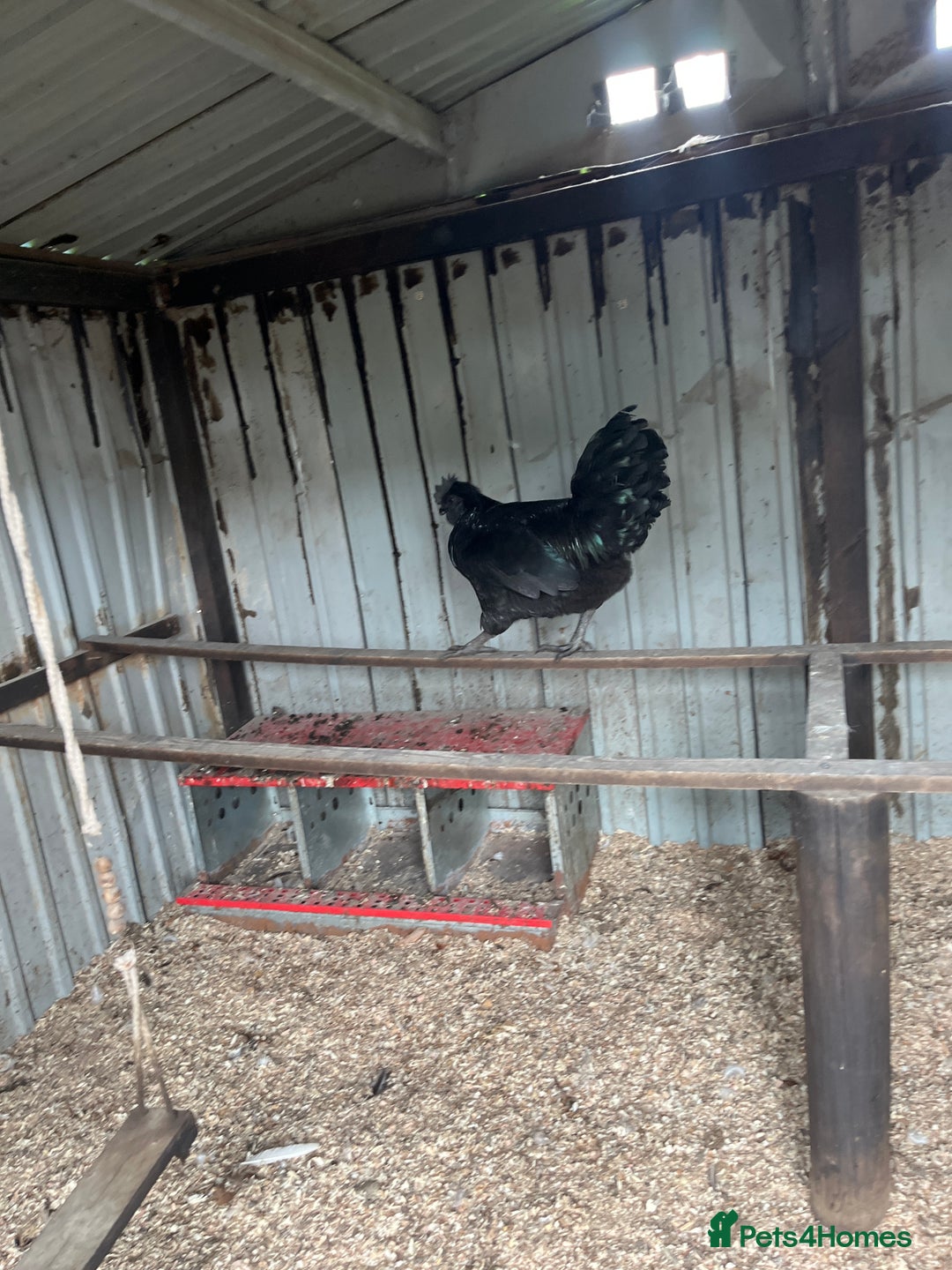 Chickens poultry for sale: Ayam Cemani cross silkie Cockerel  in Darwen - Image 5