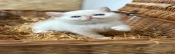 Exotic cats for sale: 2 STUNNING EXOTIC MALE KITTENS  - Advert 10