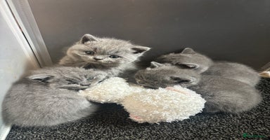 British Shorthair cats - Advert 15