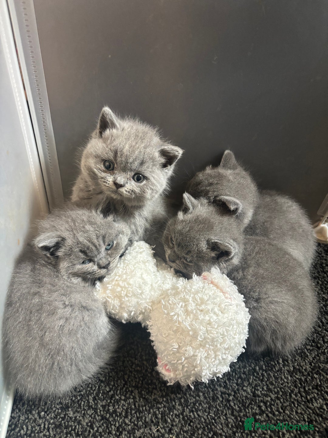 British Shorthair cats for sale: British blue shorthairs girls ready 10/8 - Image 3