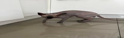 Sphynx cats for stud: TICA Registered Active,Canadian Sphynx is for STUD - Advert 3