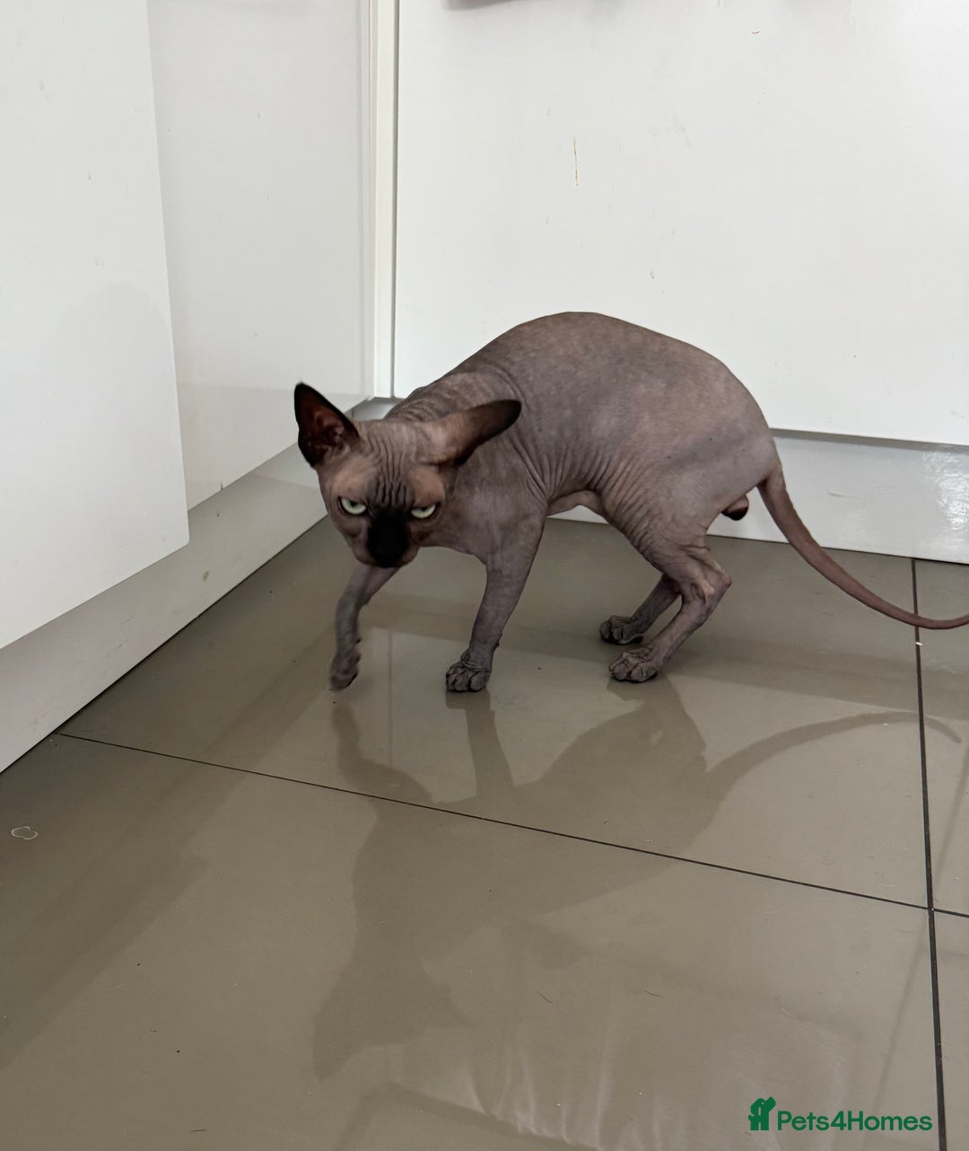 Sphynx cats for stud: TICA Registered Active,Canadian Sphynx is for STUD - Advert 3