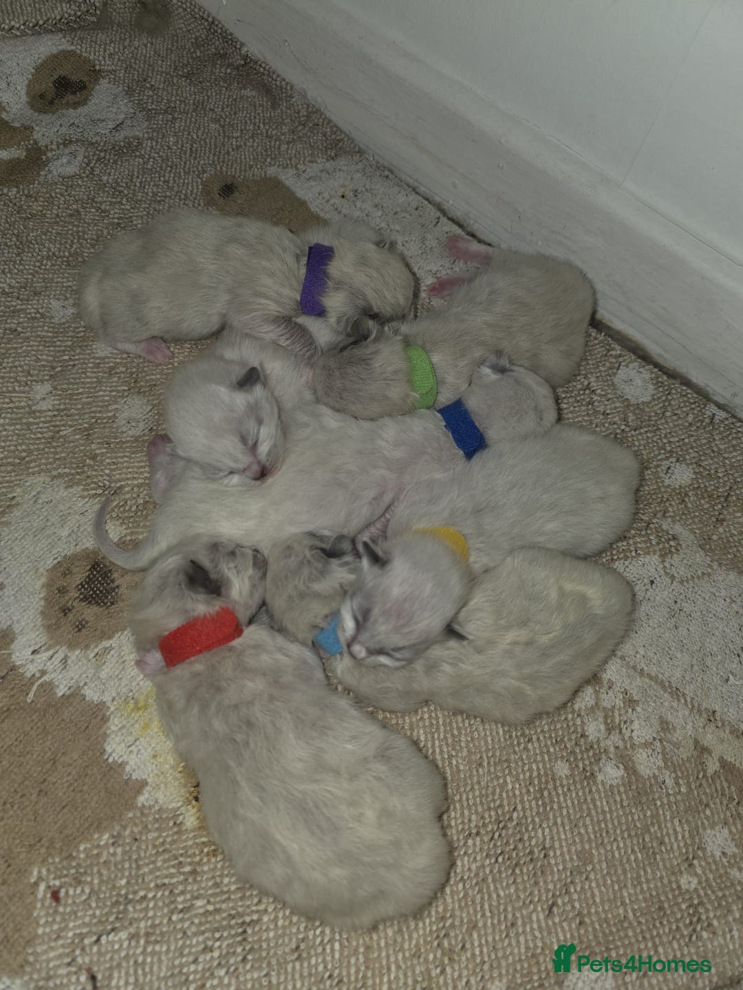 Ragdoll cats for sale: Pure Ragdoll Kittens  - Advert 4