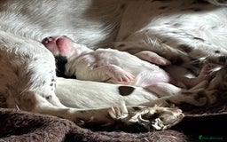 English Springer Spaniel dogs for sale: Springer spaniel puppies - Image 12