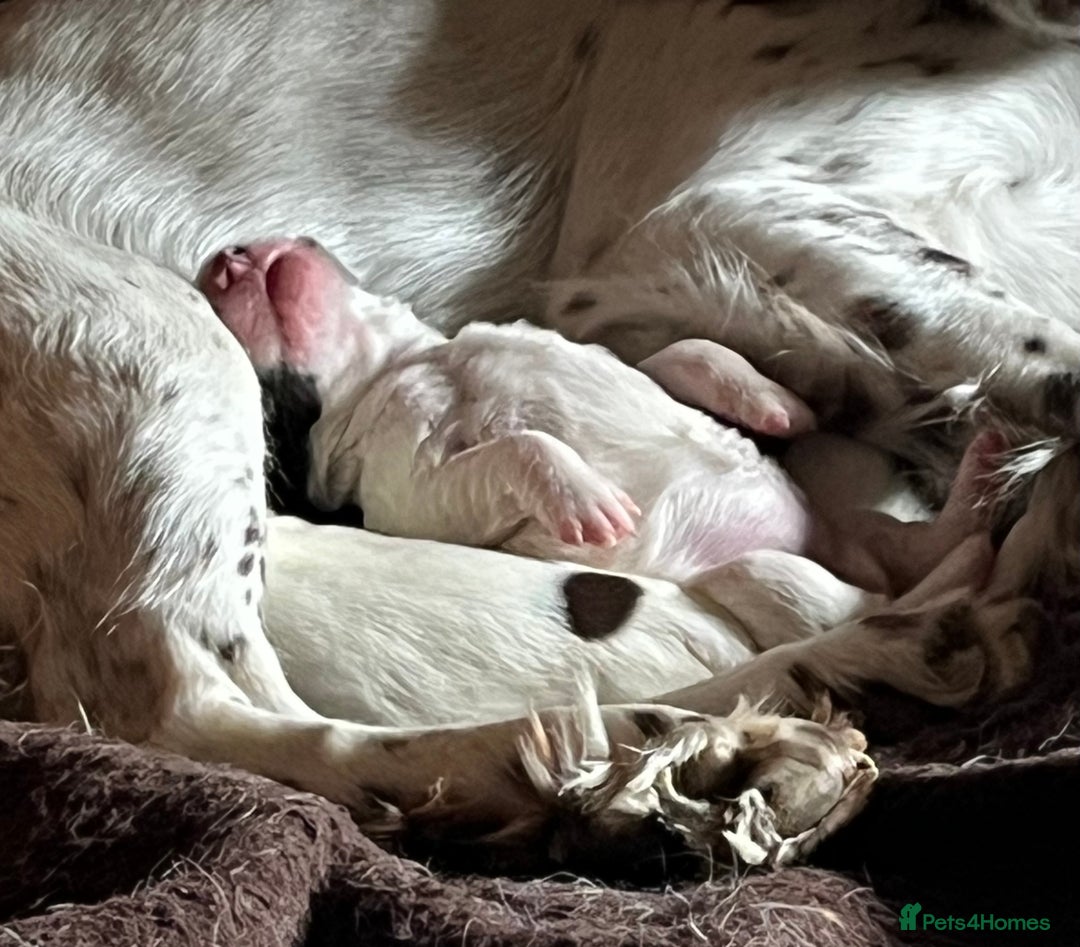 English Springer Spaniel dogs for sale: Springer spaniel puppies - Image 12