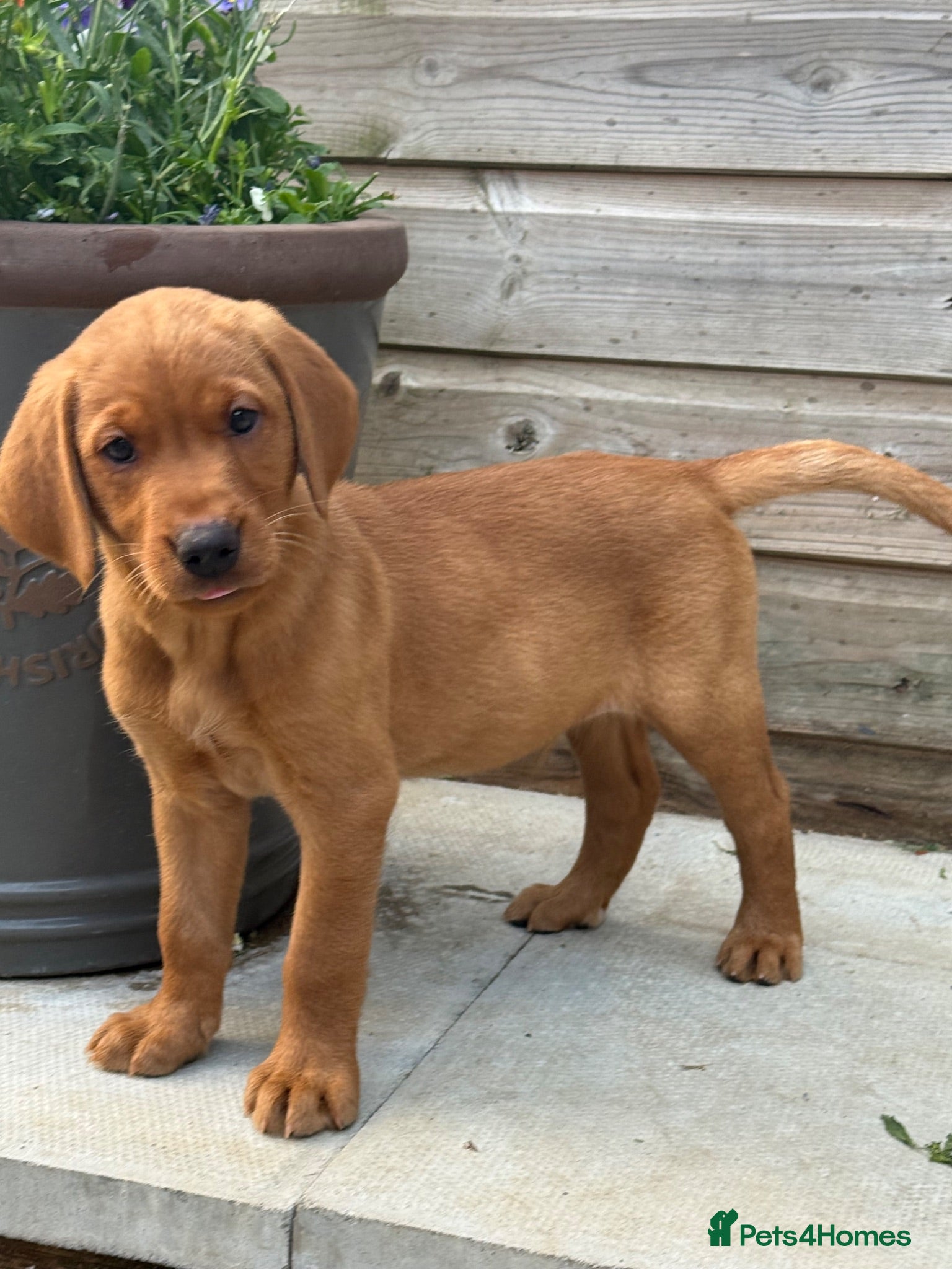 Labrador Retriever dogs 10 week old KC Registered Labrador Puppy - Advert 1