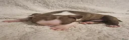 Boston Terrier dogs for sale: Stunning Boston Terrier Puppies - Advert 12