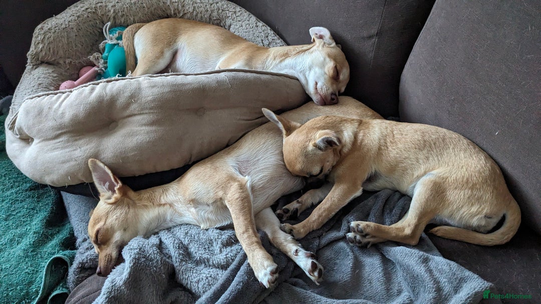 Chihuahua dogs for sale: 💖 3 Beautiful Chihuahua Puppies - Image 4