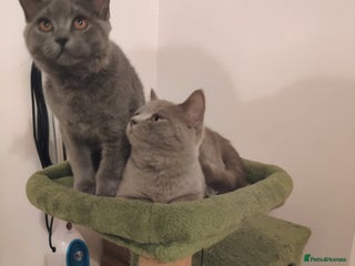 Scottish Fold cats Scottish fold blue for sale - Advert 1