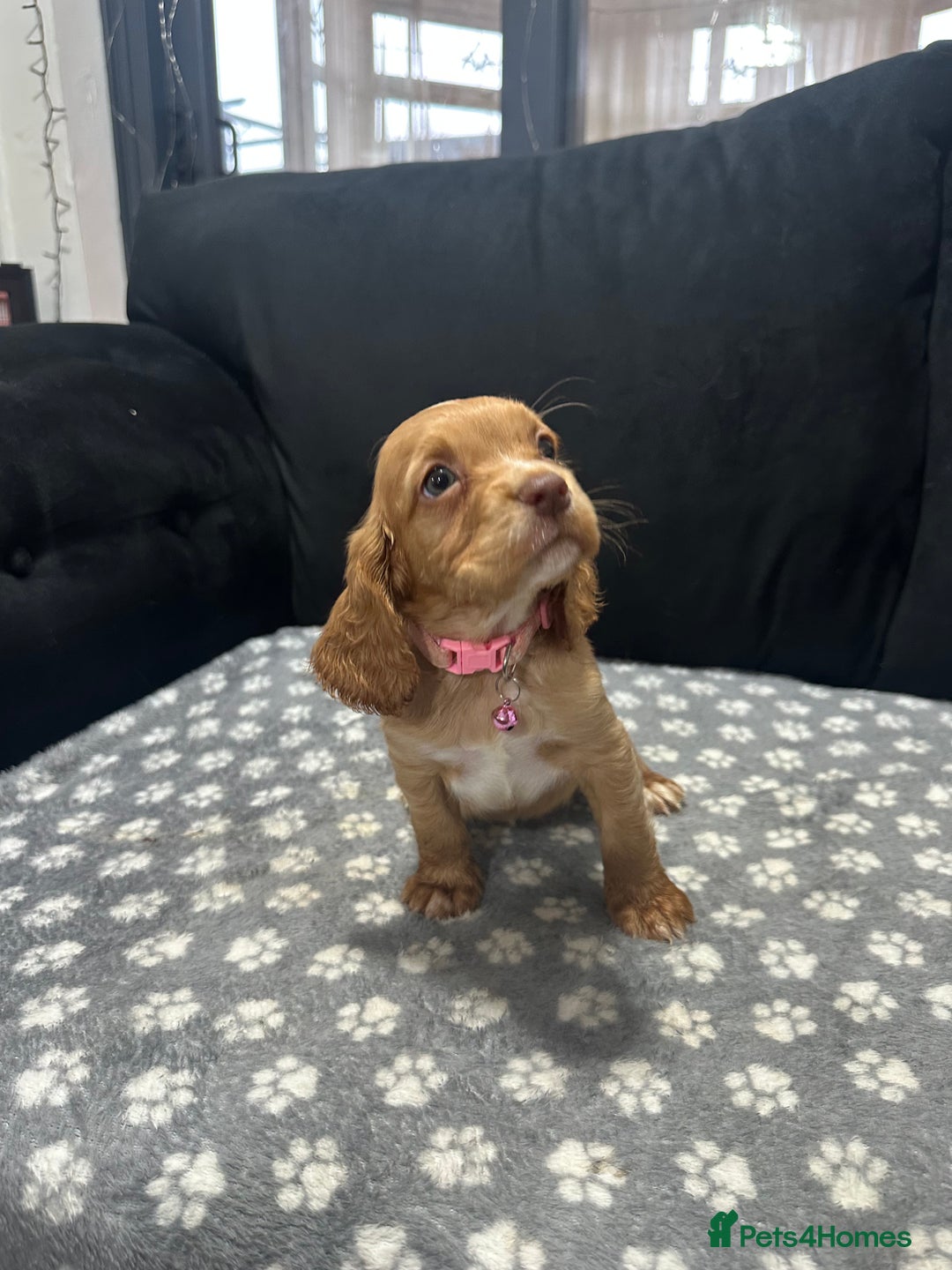 Cocker Spaniel dogs for sale: 3 beautiful cocker spaniel puppies left  - Advert 23