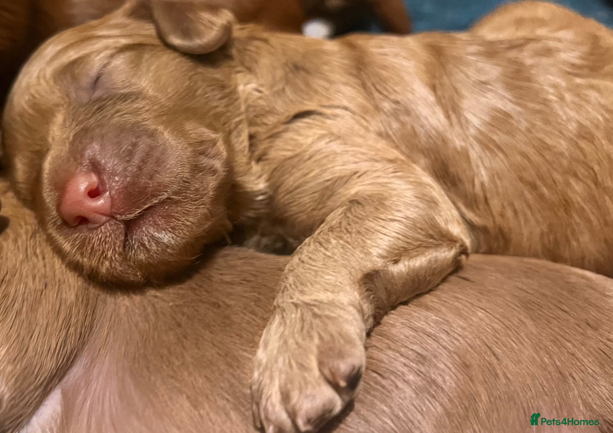 Australian Labradoodle dogs Tiny Tails,Big♥️Australian labradoodle - Advert 7