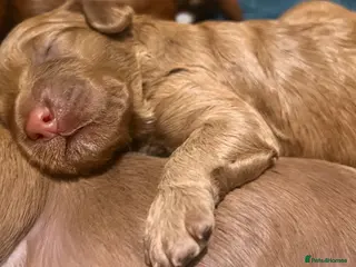 Australian Labradoodle dogs Tiny Tails,Big♥️Australian labradoodle - Advert 7