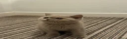 British Shorthair cats for sale: British shorthair (one boy left) - Advert 2