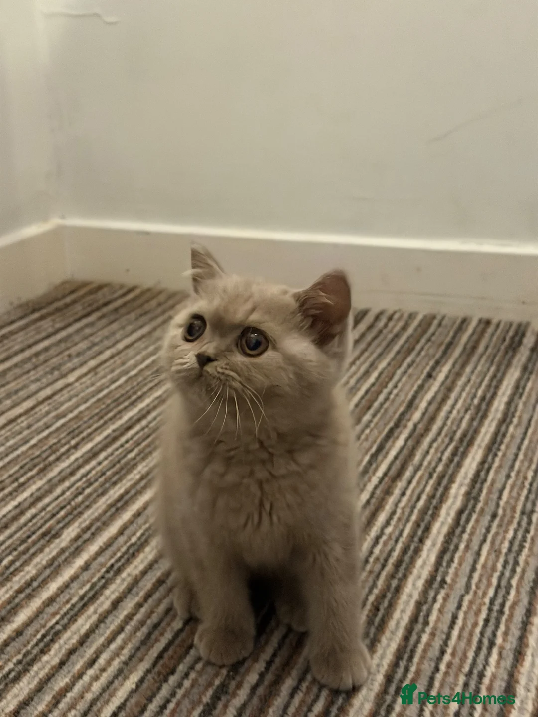 British Shorthair cats for sale: British shorthair (one boy left) - Advert 2
