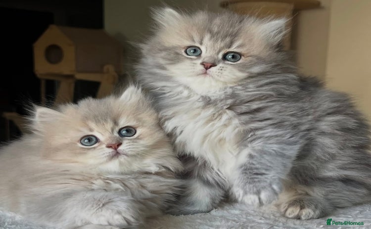 Scottish Fold cats - Advert 1