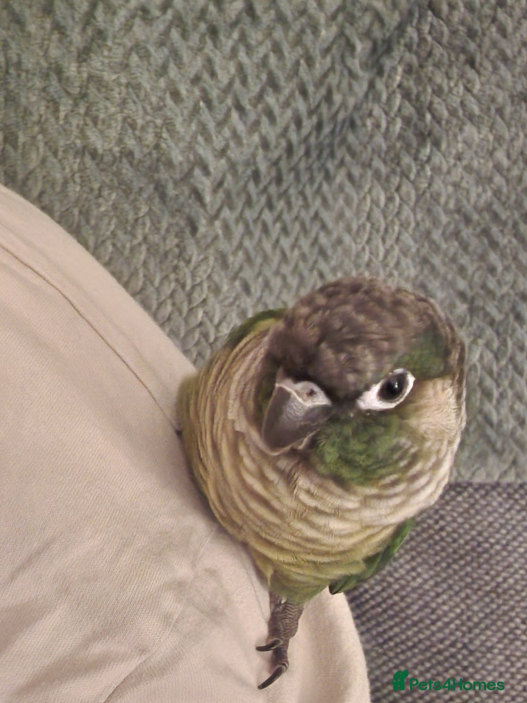 Conures birds for sale: Female conure 5 Months Old - Advert 3