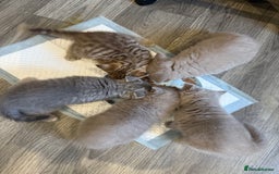 British Shorthair cats for sale: Pedigree British shorthair kittens ready in 2 week - Image 10