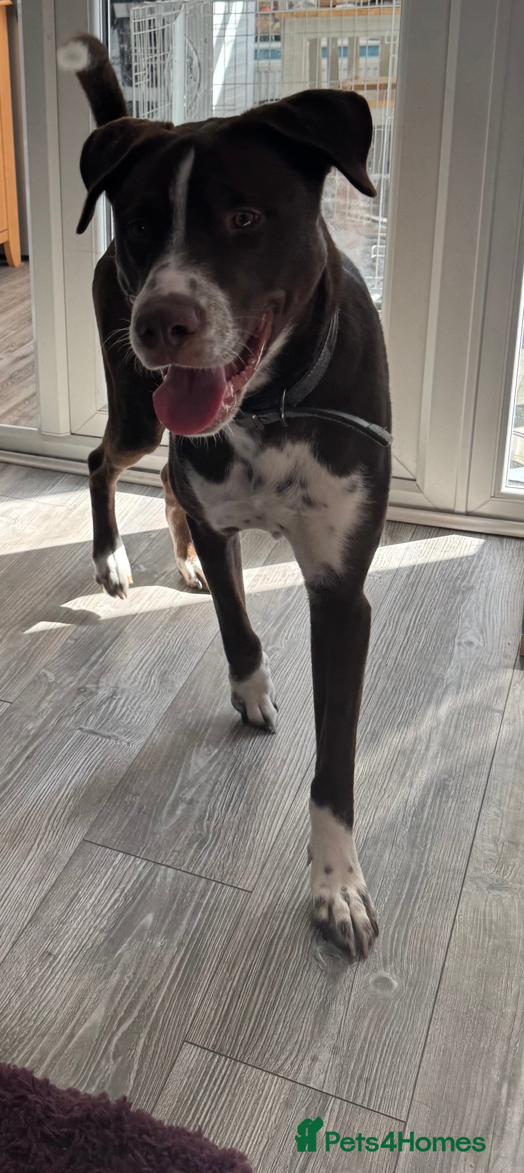 Mixed Breed dogs for sale: Siberian husky x dalmation - Advert 3