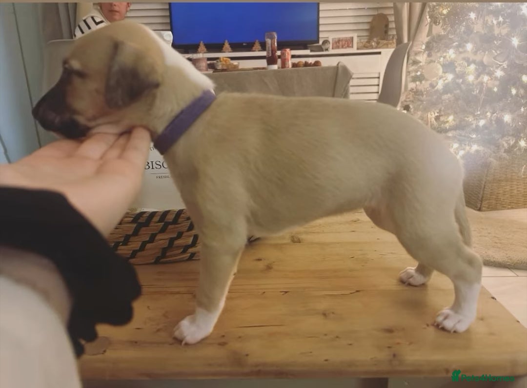 Whippet dogs for sale: 📣 Outstanding Show & Racing Lines - Advert 3