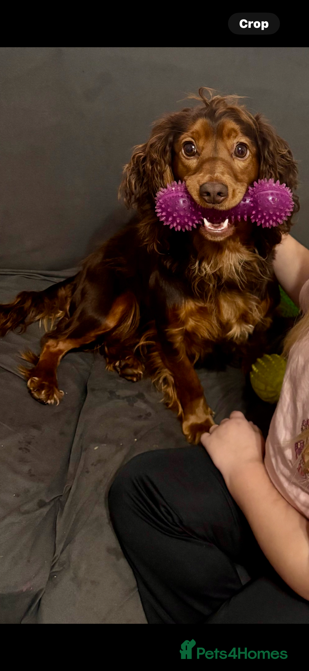 Cocker Spaniel dogs for sale: 🐶Beautiful Cocker spaniel puppies 🐶  - Advert 3