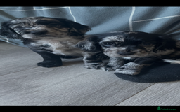 Mixed Breed dogs for sale: Puppies  - Image 1