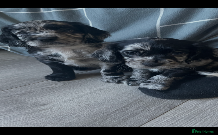 Mixed Breed dogs - Advert 1