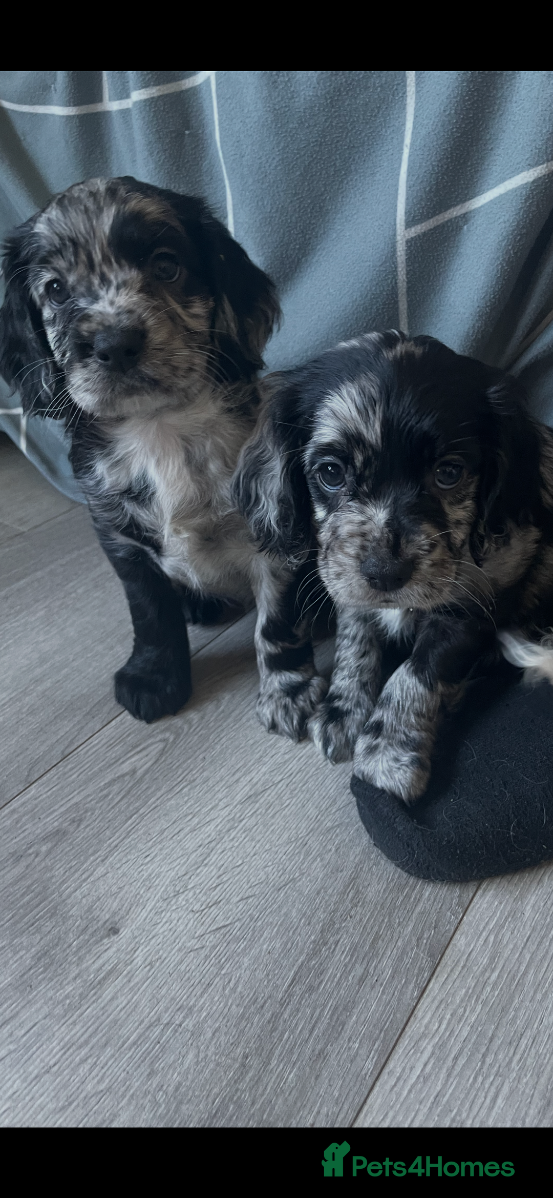 Mixed Breed dogs for sale: Puppies  - Image 1