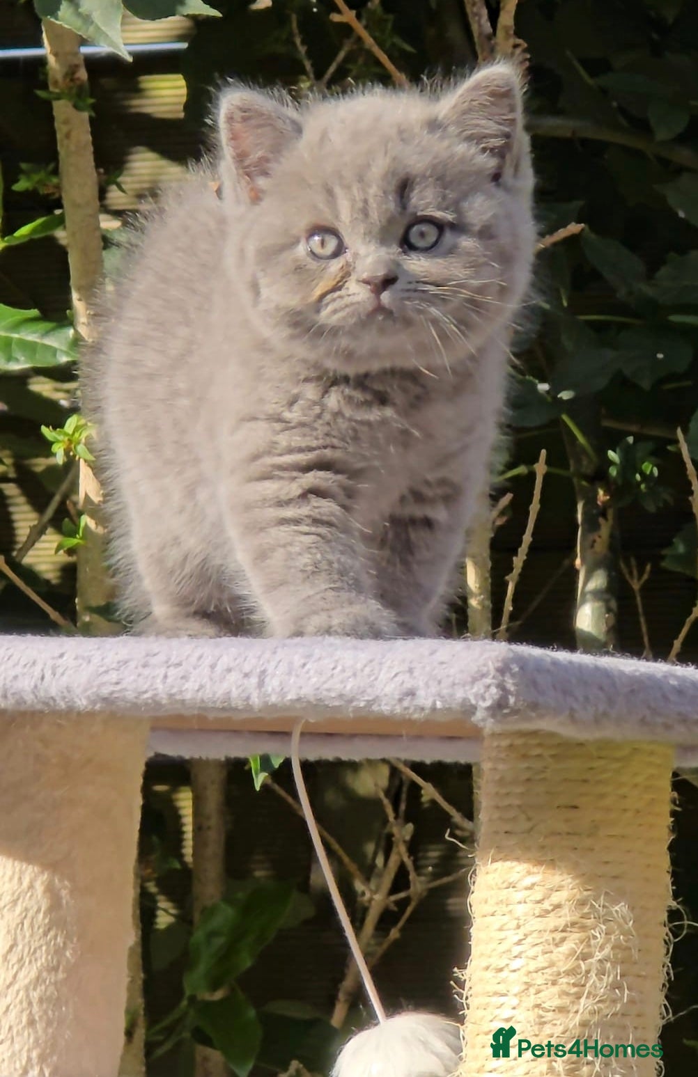 British Shorthair cats British Shorthair kittens 9 weeks old  - Advert 2