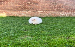 Pomeranian dogs for sale: Very Tiny🧸 Teddy Face🐻Top Quality 🔥 - Image 7