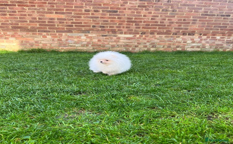 Pomeranian dogs - Advert 14