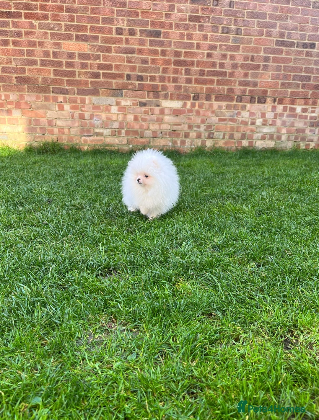 Pomeranian dogs for sale: Very Tiny🧸 Teddy Face🐻Top Quality 🔥 - Image 7