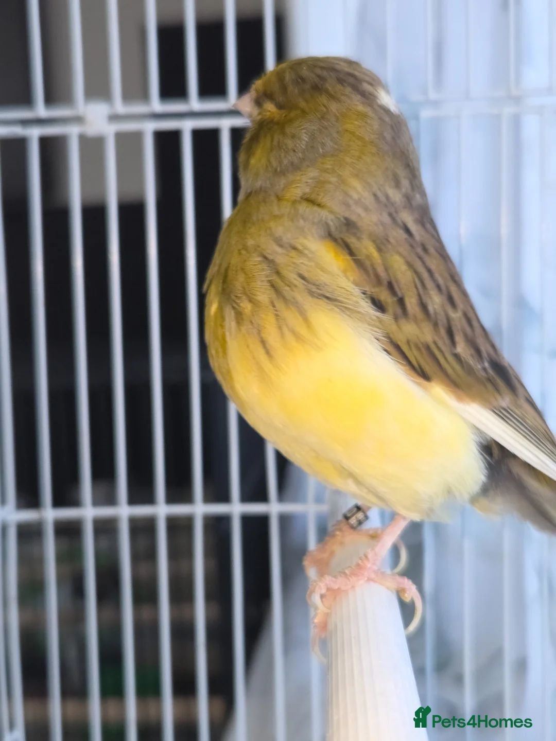 Canaries birds for sale: Pair of consort glosters - Advert 2