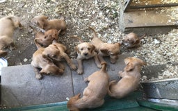 Hungarian Vizsla dogs for sale: VIZSIPOO puppies, Vizsla x Miniature Poodle - Image 3