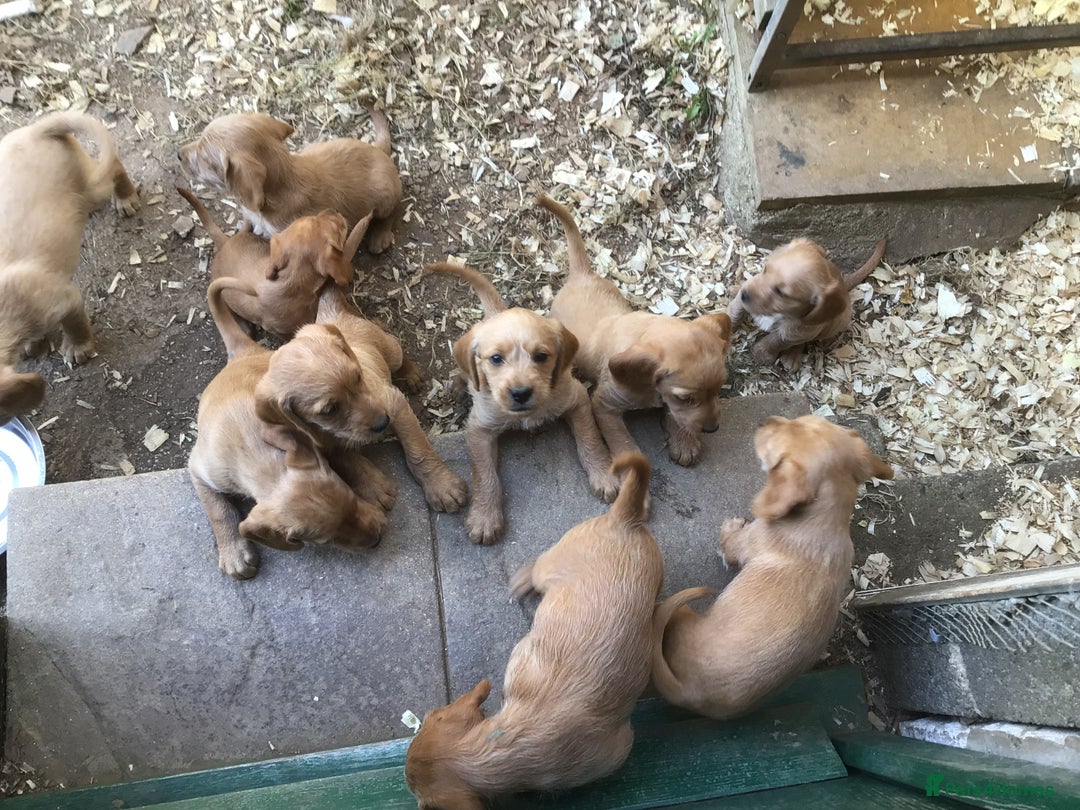 Hungarian Vizsla dogs for sale: VIZSIPOO puppies, Vizsla x Miniature Poodle - Image 3