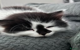 Persian cats for sale: Persian x kittens - Image 34