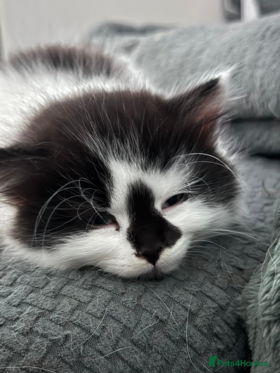 Persian cats for sale: Persian x kittens - Image 34