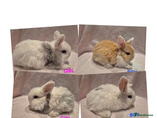Mixed Breed rabbits 8 x babies ready to leave 6th jan - Advert 3