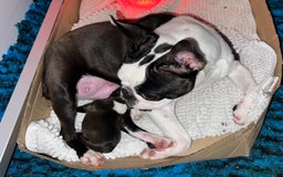 Boston Terrier dogs for sale: Female Boston Terrier - Image 2